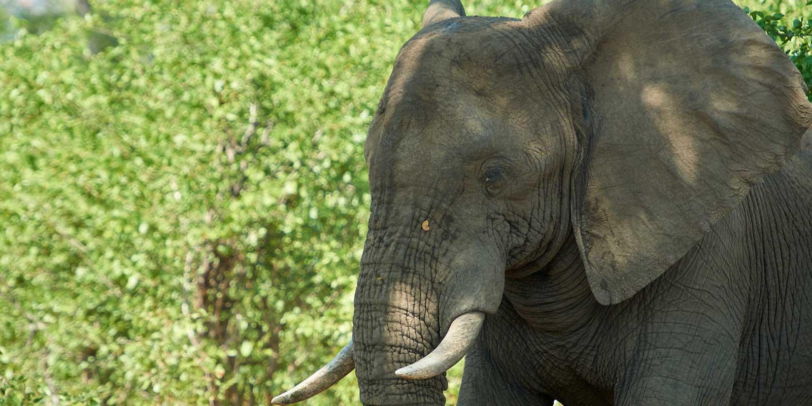 enter image alt text