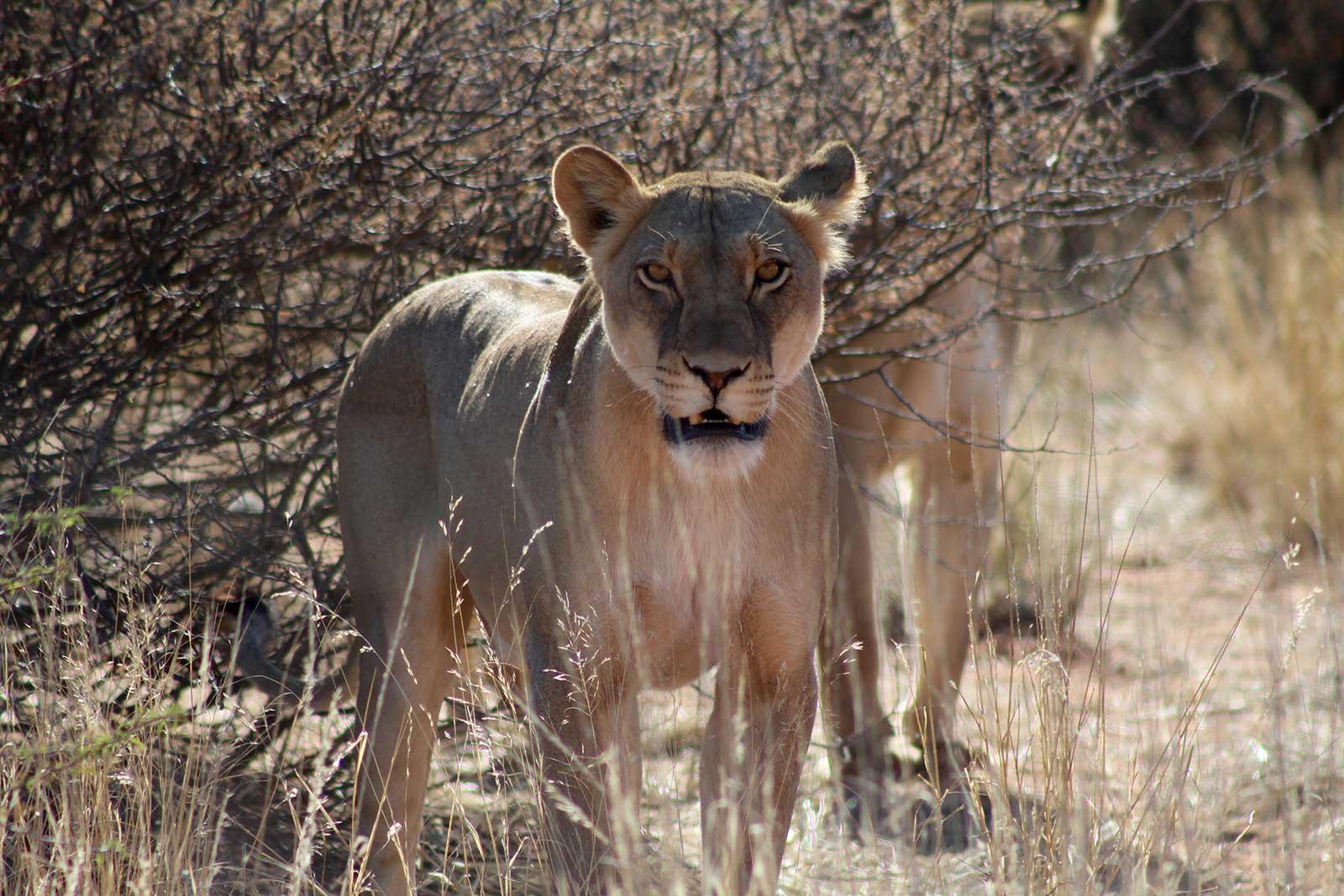 enter image alt text