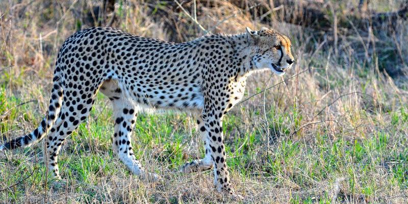 enter image alt text