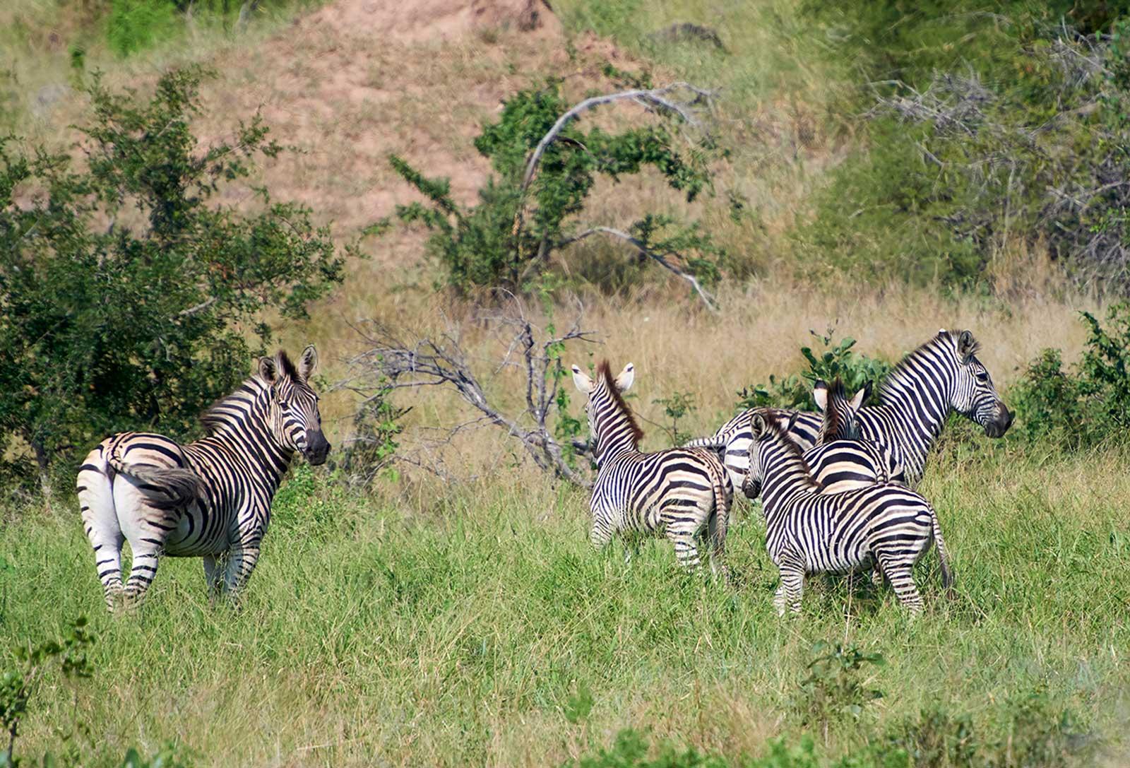 enter image alt text